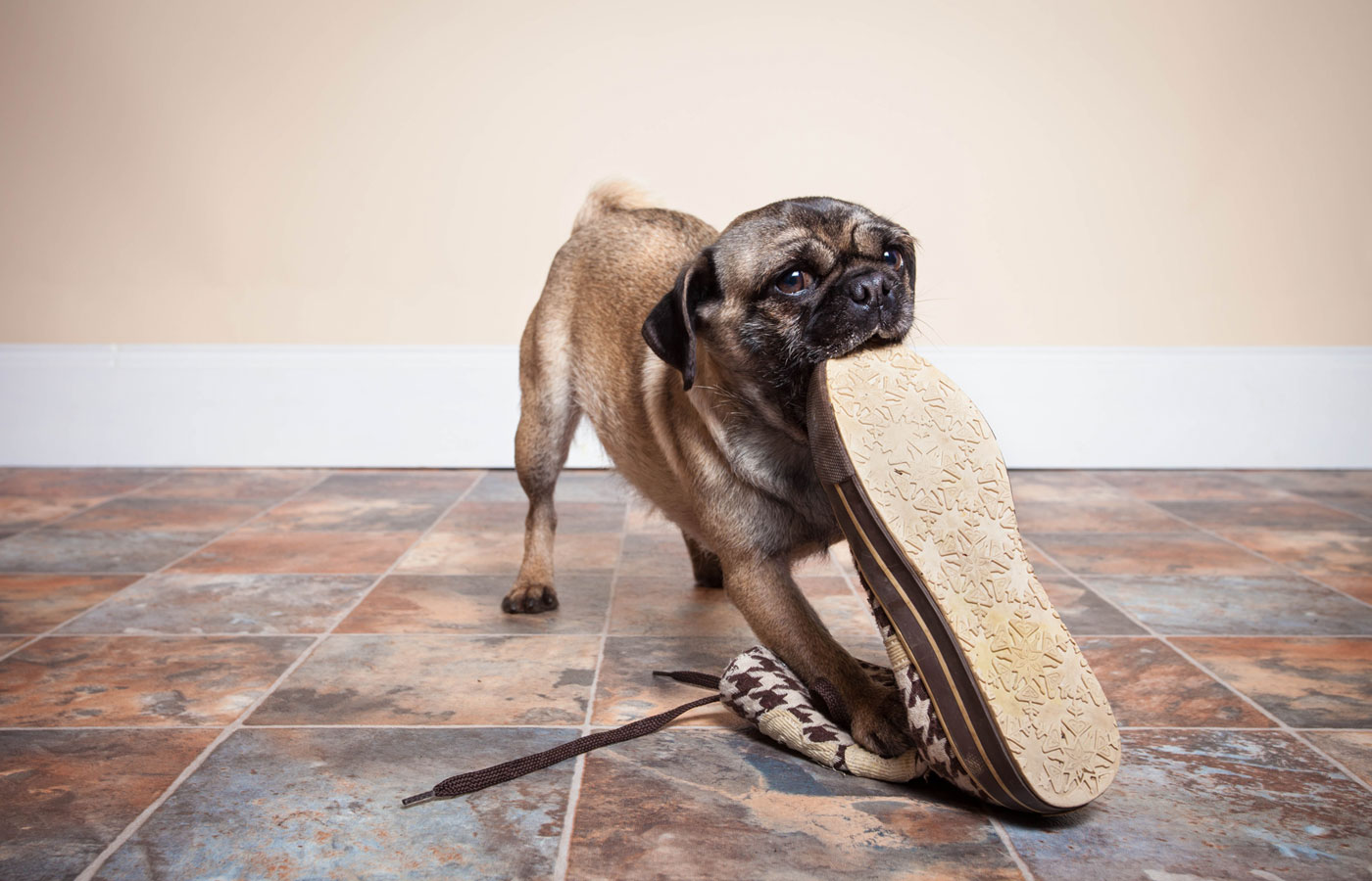naughty Pug eating shoe on tiled floor