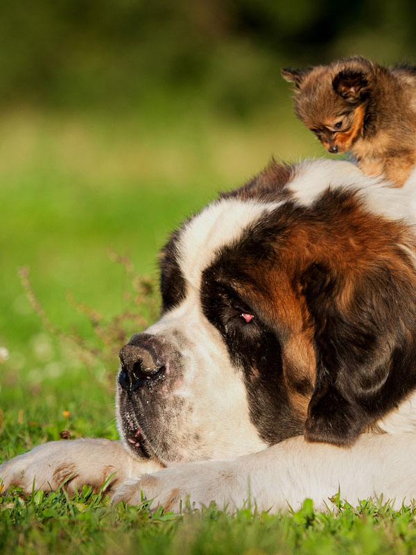 Big saint bernard dog with little toy terrier puppy