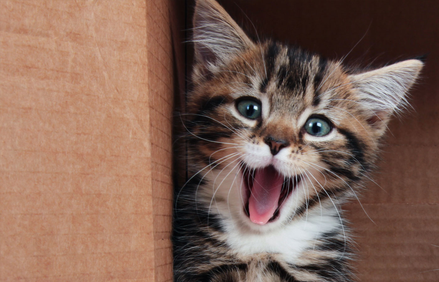 Tabby kitten smiling
