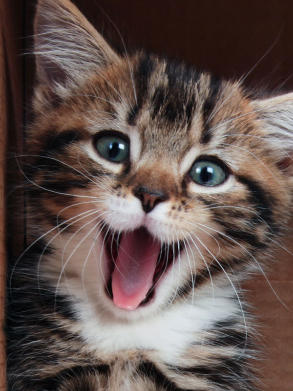 portrait of a cute little kitten with green eyes