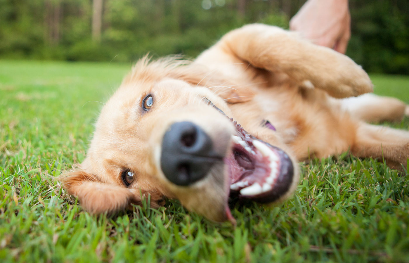 Brown lab rolls over outside