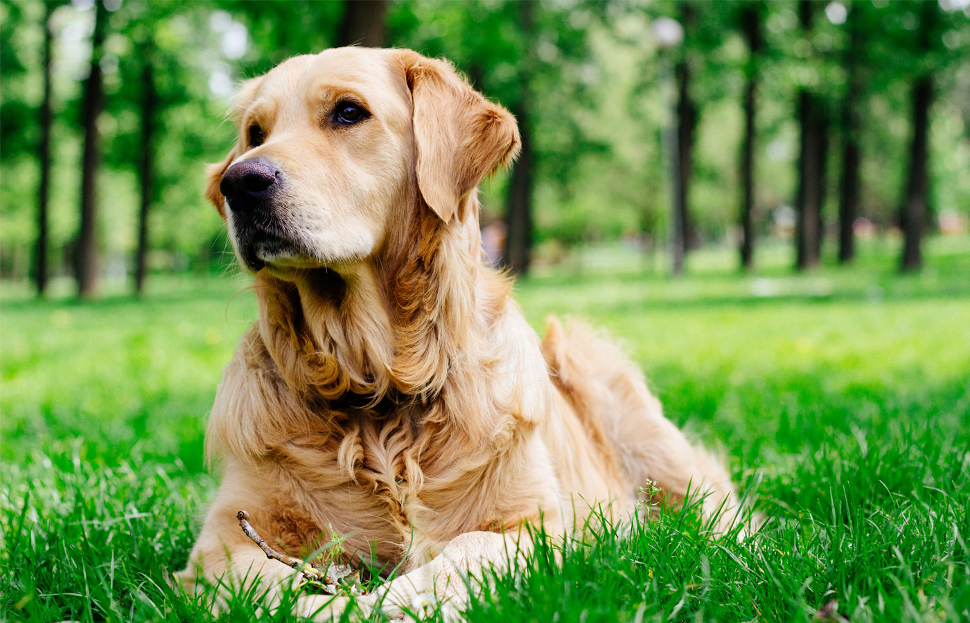 Golden Retriever listening
