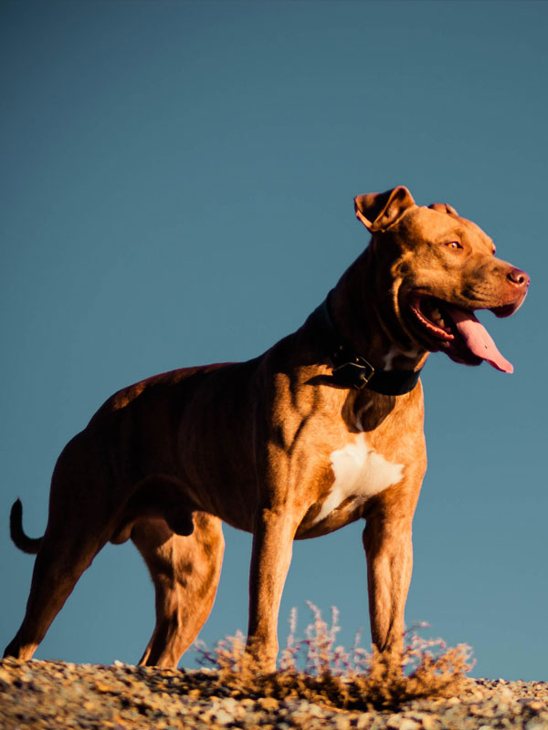 Nature Autumn Animals Leaves Dogs Iron Pitbull Natural Background
