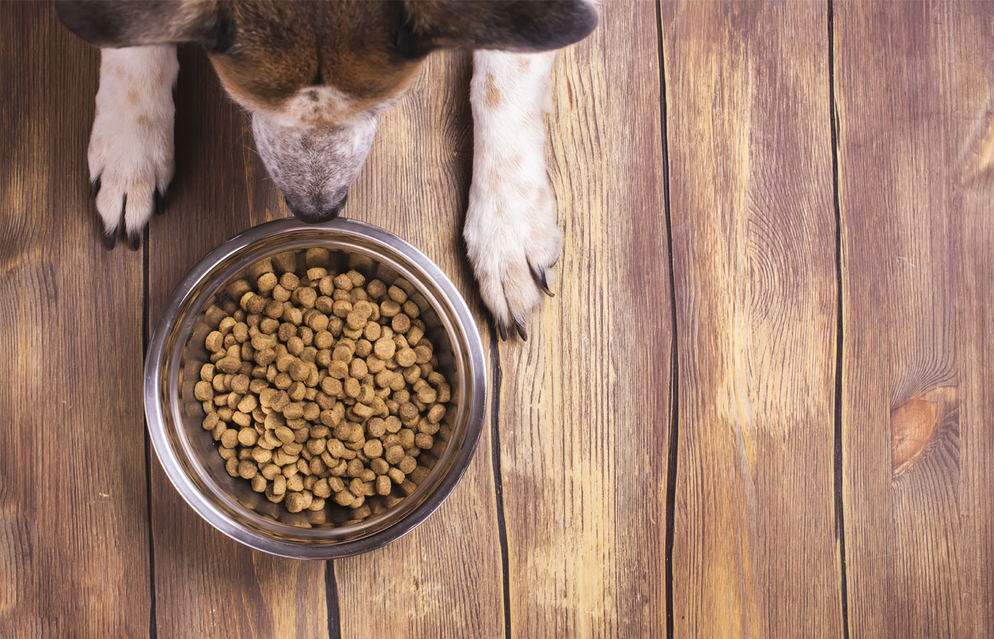 Bowl of dry kibble dog food and dog's paws and neb over grunge wooden floor