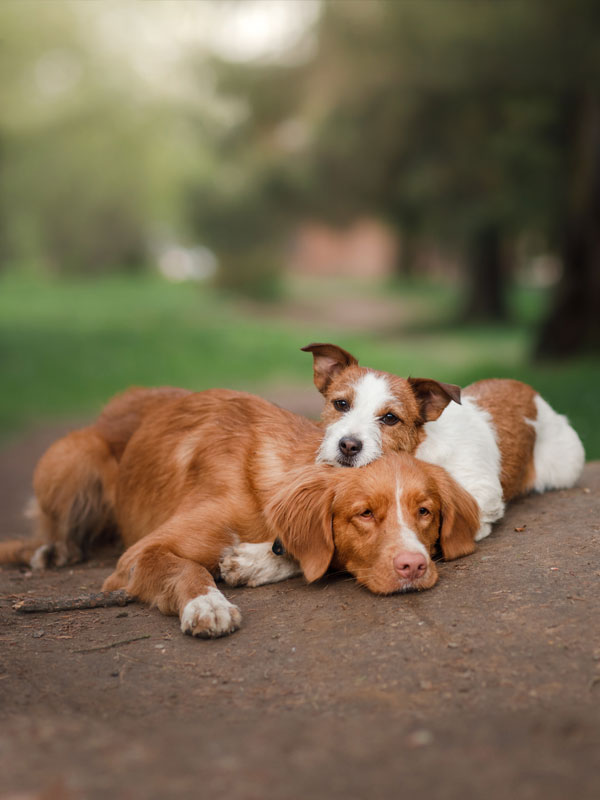 two dogs red small and large are embrace