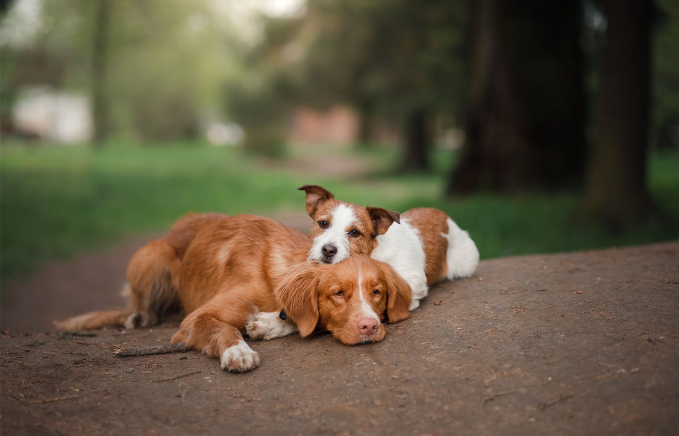two dogs red small and large are embrace