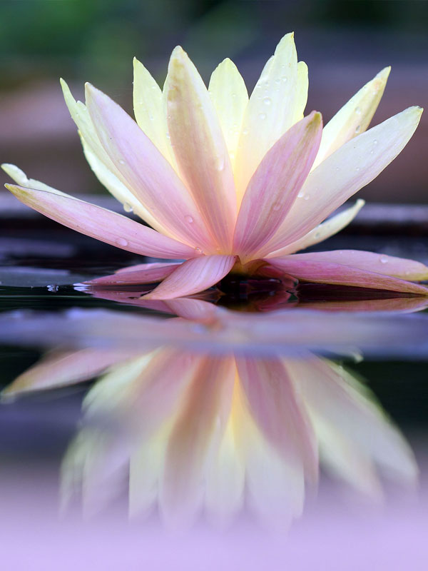 Lotus