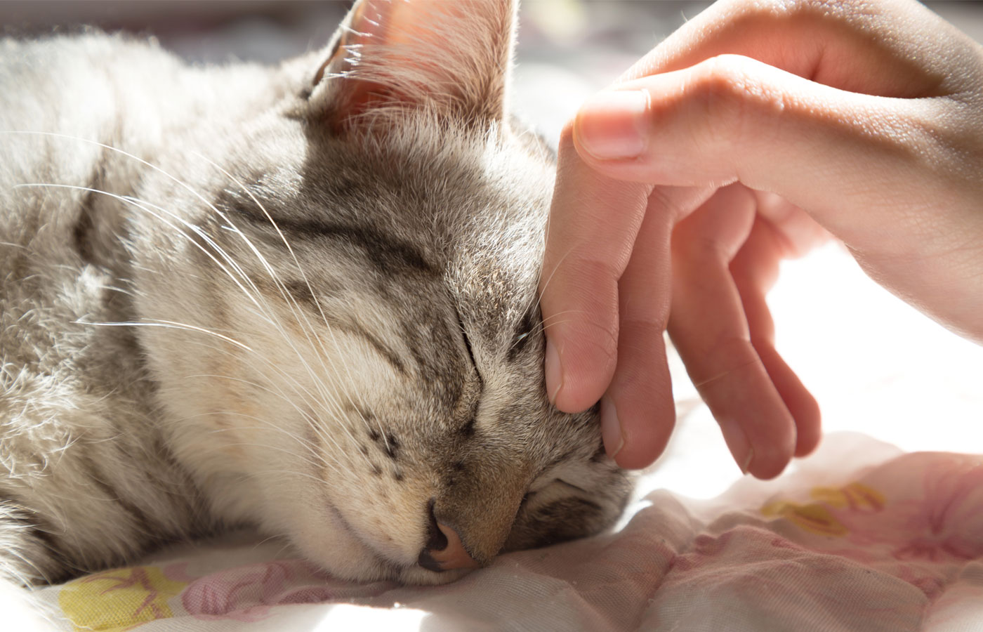 woman hand petting a cat head