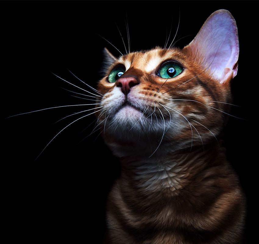 Beautiful bengalensis cat ifs isolated on a black background.