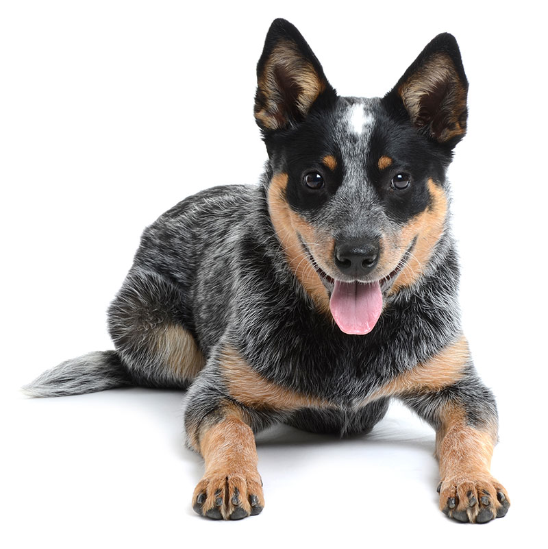 blue heeler puppy laying on white background