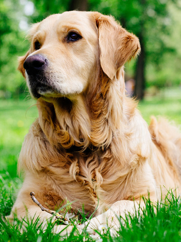 Golden Retriever listening