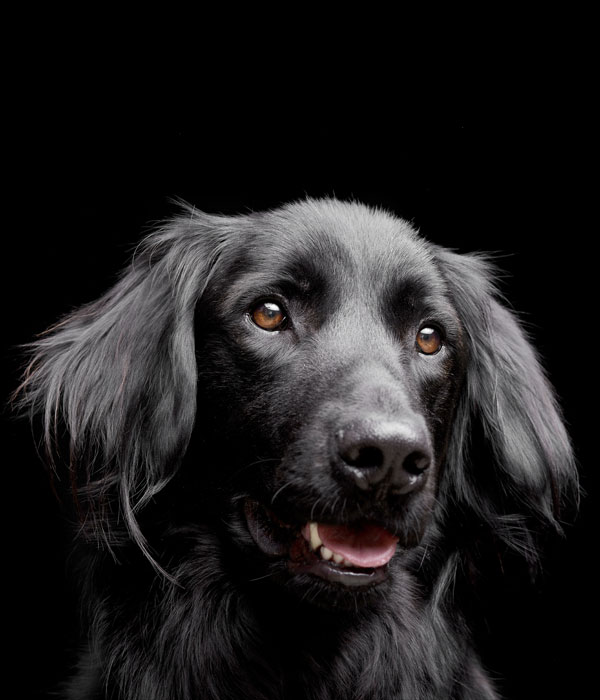 Portrait of an adorable mixed breed dog - studio shot