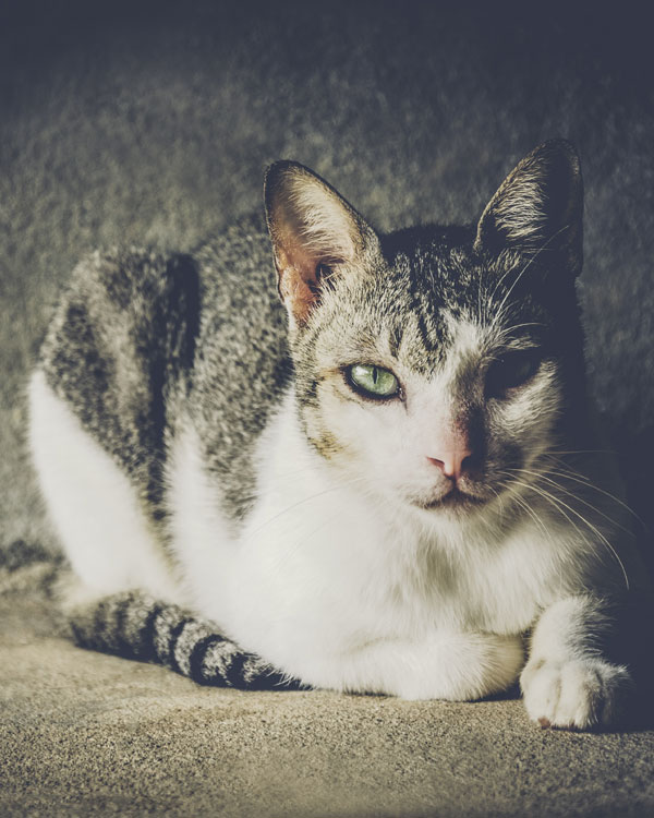 Cat Stare staring eyes looking at the camera villain crafty Sit still on a dark background Soft light vintage style